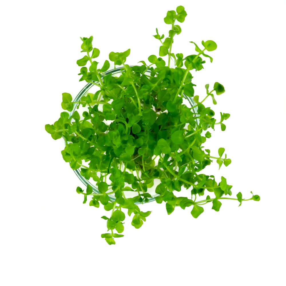 Micranthemum Umbrosum OKRĄGŁOLISTNE in vitro 15 sadzonek